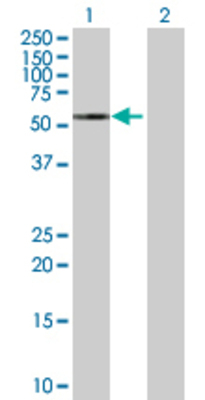Lane 1: GRN transfected lysate (63.5 KDa) Lane 2: Non-transfected lysate.
