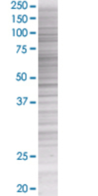 GRN transfected lysate.