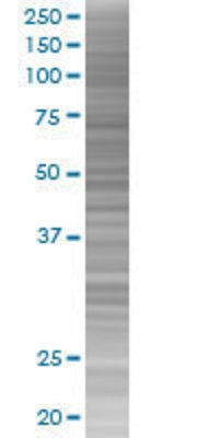 BNIPL transfected lysate.
