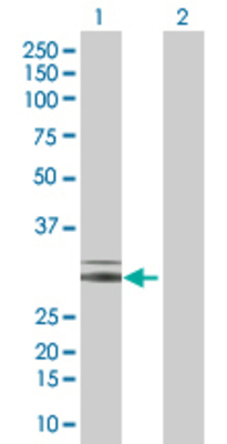 Lane 1: NRG1 transfected lysate (26.1 KDa) Lane 2: Non-transfected lysate.