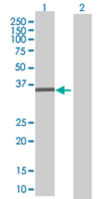 Lane 1: GTF2B transfected lysate (34.87 KDa) Lane 2: Non-transfected lysate.