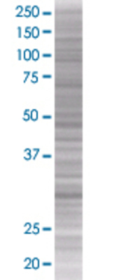 MLF2 transfected lysate.
