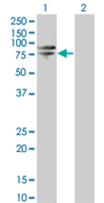 Lane 1: SNX1 transfected lysate (57.42 KDa) Lane 2: Non-transfected lysate.