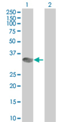 Lane 1: MLF2 transfected lysate (27.39 KDa) Lane 2: Non-transfected lysate.