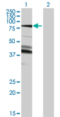 Lane 1: DGKA transfected lysate (82.6 KDa) Lane 2: Non-transfected lysate.
