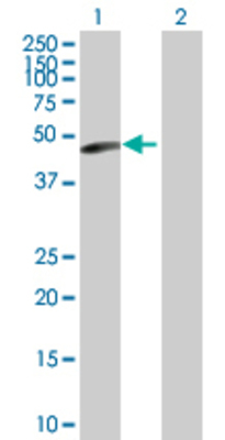 Lane 1: POLB transfected lysate (38.2 KDa) Lane 2: Non-transfected lysate.