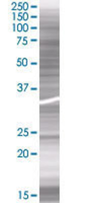 FGF19 transfected lysate.
