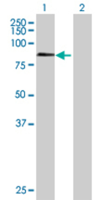 Lane 1: ZNF398 transfected lysate (70.73 KDa) Lane 2: Non-transfected lysate.