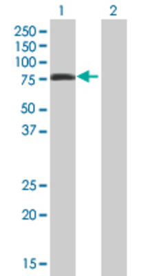 Lane 1: ELMO3 transfected lysate (66.88 KDa) Lane 2: Non-transfected lysate.