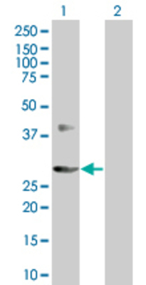 Lane 1: CCND3 transfected lysate (32.5 KDa) Lane 2: Non-transfected lysate.