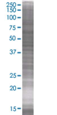 GRAP2 transfected lysate
