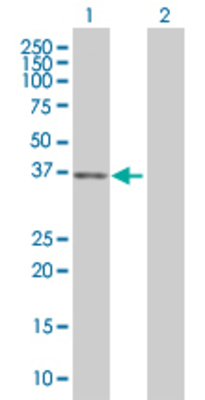 Lane 1: ELAVL4 transfected lysate (40.4 KDa) Lane 2: Non-transfected lysate.