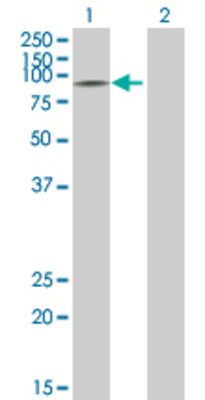 Lane 1: TPO transfected lysate (102.9 KDa) Lane 2: Non-transfected lysate.