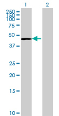 Lane 1: SNIP1 transfected lysate (43.67 KDa) Lane 2: Non-transfected lysate.