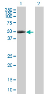 Lane 1: PAX6 transfected lysate (46.53 KDa) Lane 2: Non-transfected lysate.