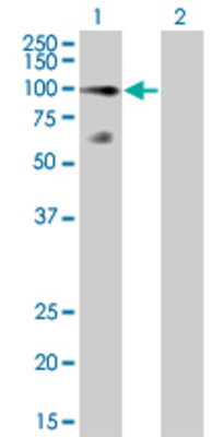 Lane 1: FLT1 transfected lysate (77.5 KDa) Lane 2: Non-transfected lysate.