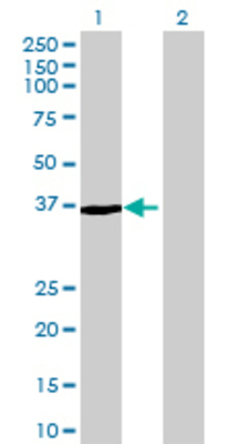 Lane 1: RALY transfected lysate (33.88 KDa) Lane 2: Non-transfected lysate.