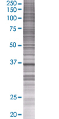 RALY transfected lysate.