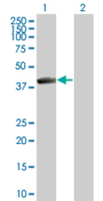 Lane 1: NEIL2 transfected lysate (36.63 KDa) Lane 2: Non-transfected lysate.