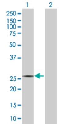 Lane 1: RND3 transfected lysate (26.95 KDa) Lane 2: Non-transfected lysate.
