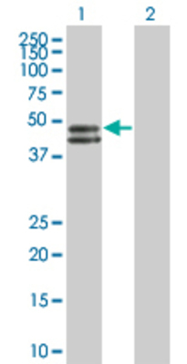 Lane 1: SIRPG transfected lysate (42.5 KDa) Lane 2: Non-transfected lysate.