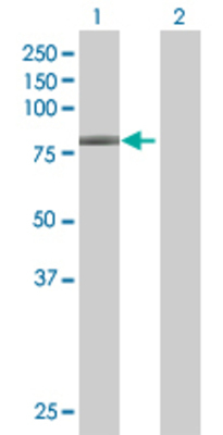 Lane 1: GNL1 transfected lysate (68.7 KDa) Lane 2: Non-transfected lysate.
