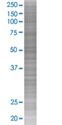 TAC1 transfected lysate.