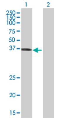 Lane 1: SIRT6 transfected lysate (36.19 KDa) Lane 2: Non-transfected lysate.