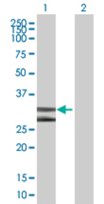 Lane 1: DNALI1 transfected lysate (29.7 KDa) Lane 2: Non-transfected lysate.