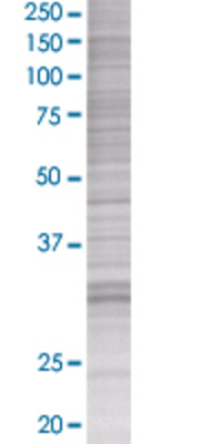 DNALI1 transfected lysate.
