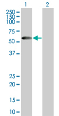 Lane 1: PDZD3 transfected lysate (52.5 KDa) Lane 2: Non-transfected lysate.