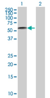 Lane 1: SMAP1 transfected lysate (48.51 KDa) Lane 2: Non-transfected lysate.