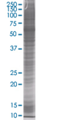 HOP transfected lysate