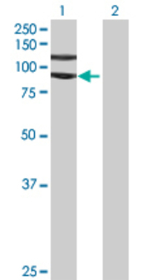 Lane 1: MCM10 transfected lysate (96.25 KDa) Lane 2: Non-transfected lysate.