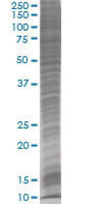 OGN transfected lysate