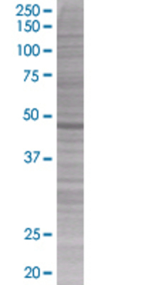 RPIP8 transfected lysate