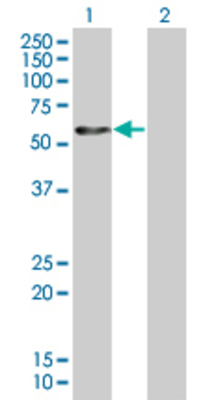 Lane 1: RPIP8 transfected lysate (45.7 KDa). Lane 2: Non-transfected lysate.