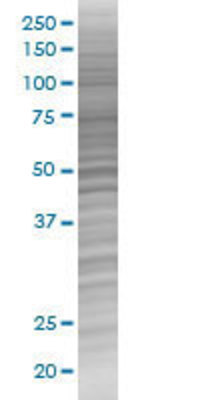BST2 transfected lysate.