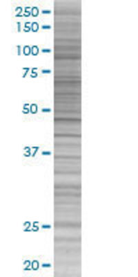 MGC2749 transfected lysate.