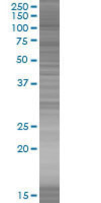 MSH2 transfected lysate.
