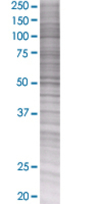 SIGLEC6 transfected lysate.