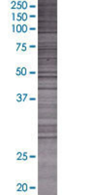 GCH1 transfected lysate.