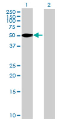 Lane 1: FDXR transfected lysate (54.12 KDa) Lane 2: Non-transfected lysate.