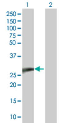 Lane 1: NEUROD4 transfected lysate (28.16 KDa). Lane 2: Non-transfected lysate.