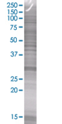 NEUROD4 transfected lysate