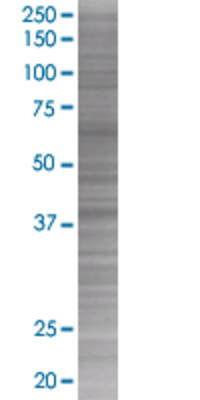 SH3GLB1 transfected lysate