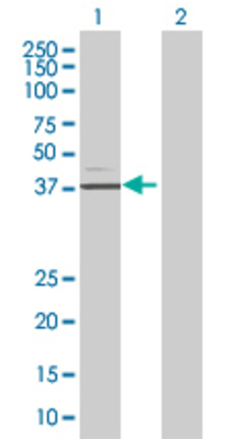 Lane 1: SERPINA5 transfected lysate (45.7 KDa) Lane 2: Non-transfected lysate.