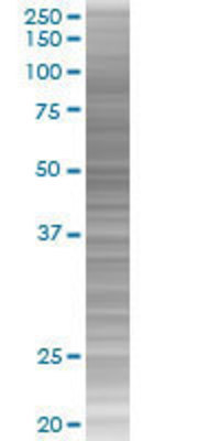 KLK9 transfected lysate.