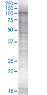 RAPGEF4 transfected lysate