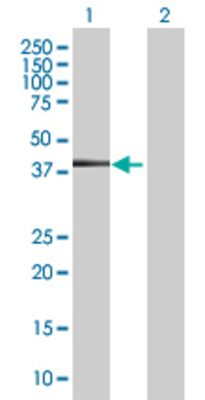 Lane 1: KRT19 transfected lysate (44.11 KDa) Lane 2: Non-transfected lysate.